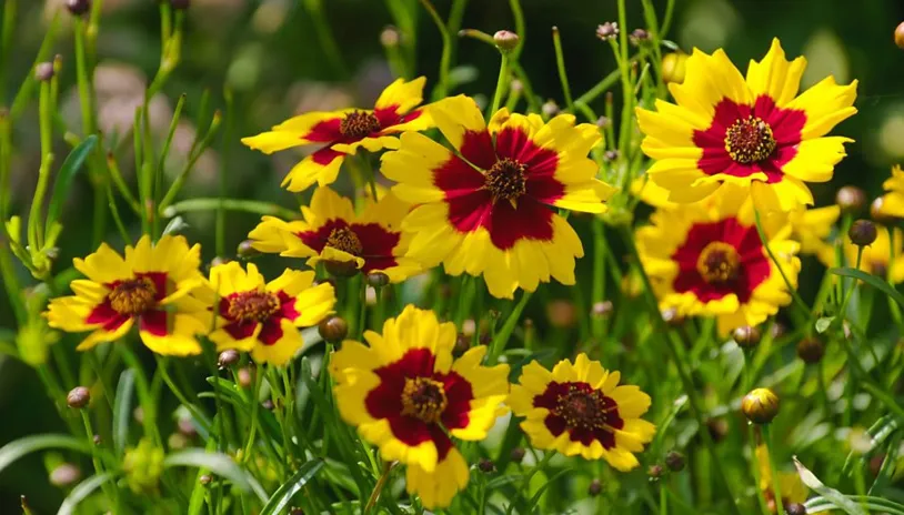 Gardeners' World thumbnail