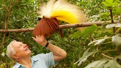 Attenborough's Birds of Paradise