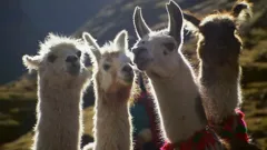 Robson's Extreme Fishing Challenge