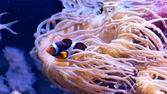 Steve and Aneeshwar Go Wild