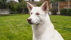 Cats and Dogs at War