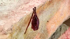 Steve and Aneeshwar Go Wild