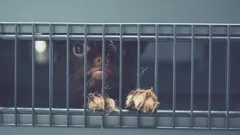 Airport Security USA