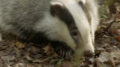 Badgers
