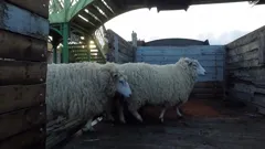 Full Steam Ahead