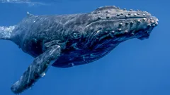 Andy's Global Adventures