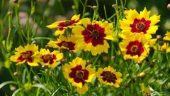 Gardeners' World