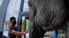 Baby Elephant Hospital