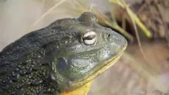 Andy's Wild Adventures