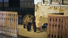 Backyard Bears of Transylvania