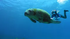 Andy's Safari Adventures