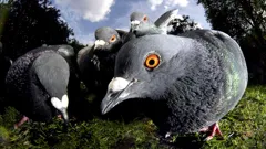 The Unnatural History of London