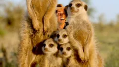 Andy's Wild Adventures