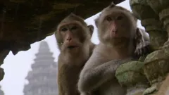 Wonders of the Monsoon