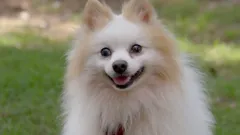 The Dog House Australia