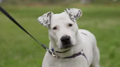 The Dog House Australia