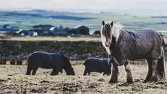 **Visually Signed**The Highland Vet