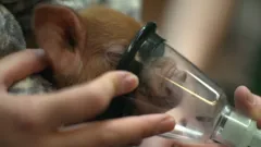 **Visually Signed**The Highland Vet