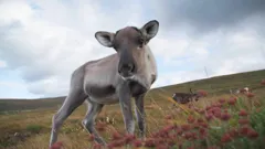 A Baby Reindeer's First Christmas