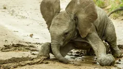 Animal Babies