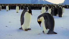 Frozen Planet