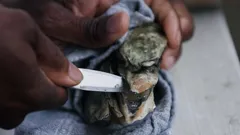 America the Bountiful