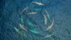 Mysteries From Above