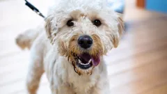 The Dog House Australia