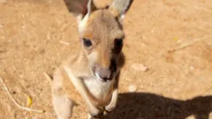 Kangaroo Dundee and Other Animals - Part 1