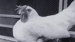 Australian Eggs