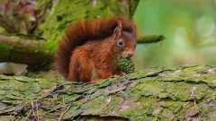 Autumnwatch