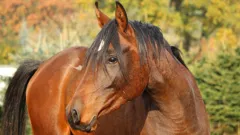 Champion The Wonderhorse