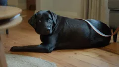 Dogs Behaving (Very) Badly Australia