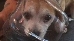 Animal Cops Philadelphia