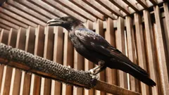 Inside the Tower of London