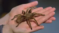 Ferne and Rory's Teeny Tiny Creatures