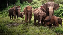 March of the Elephants