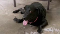 Salvage Dawgs