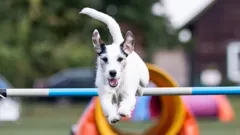 Going To The Dogs