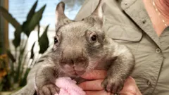 Kangaroo Dundee and Other Animals - Part 2