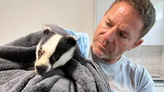 Badgers