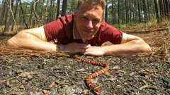 World's Sneakiest Animals