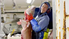 Ice Cold Catch