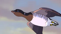 Where The Wild Geese Go