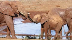 Once Upon a Time in Tsavo