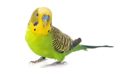 The World of Budgerigars with Sid James