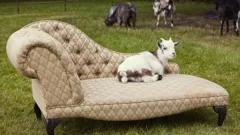 All Creatures Great and Small