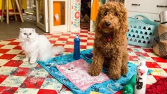 Waffle the Wonder Dog