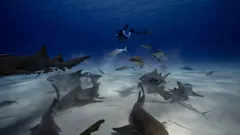 Deadly Mission Shark