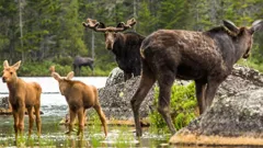 Earth's Greatest Spectacles